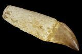 Fossil Rooted Mosasaur (Prognathodon) Tooth - Composite Tooth #116865-1